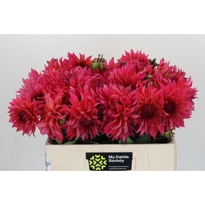 Dahlia Pink Punk
