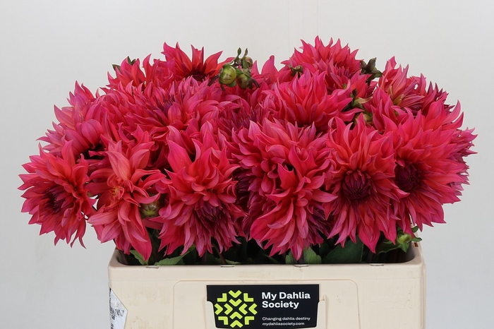 <h4>Dahlia Pink Punk</h4>