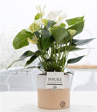 <h4>Anthu An Wit Keramiek Rosy</h4>