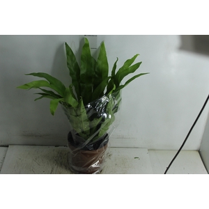 ASPLENIUM VARIADO P17