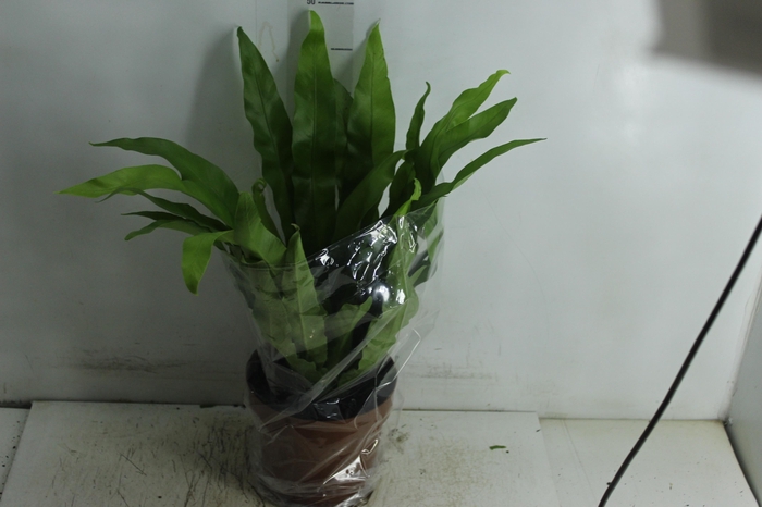 <h4>ASPLENIUM VARIADO P17</h4>