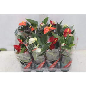 ANTHURIUM VARIADO P09