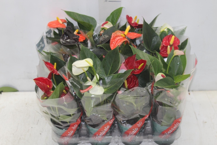 <h4>ANTHURIUM VARIADO P09</h4>
