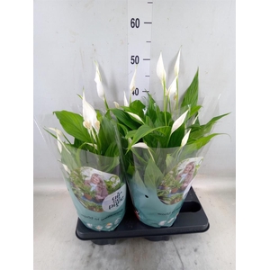 Spathiphyllum  'Pearl Cupido'