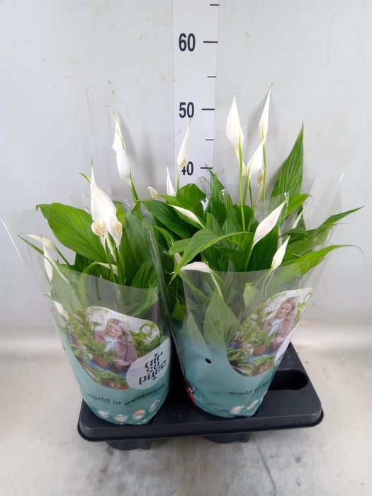 <h4>Spathiphyllum  'Pearl Cupido'</h4>