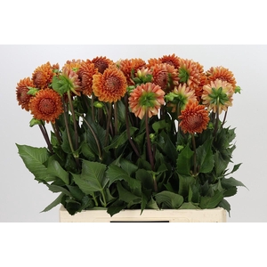 Dahlia Cornel Bronze