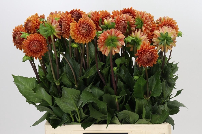 Dahlia Cornel Bronze