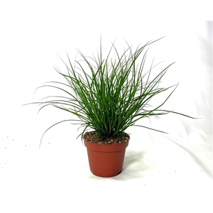 Carex brunnea (groen) p10,5