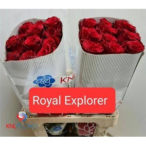 R Gr Royal Explorer Ec