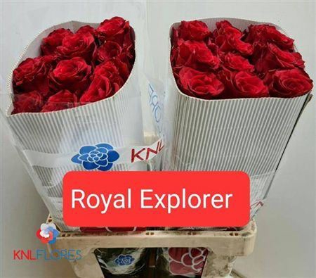 <h4>R Gr Royal Explorer Ec</h4>