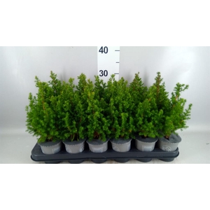 Chamaecyparis thyo. 'Alpica'