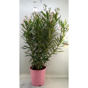 Nerium oleander   ...