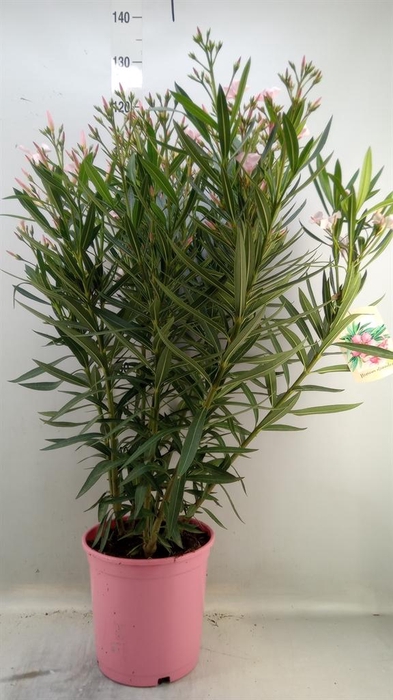 <h4>Nerium oleander   ...</h4>