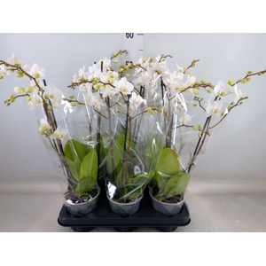 Phalaenopsis multi.   ...white