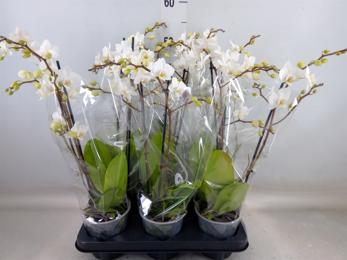 <h4>Phalaenopsis multi.   ...white</h4>