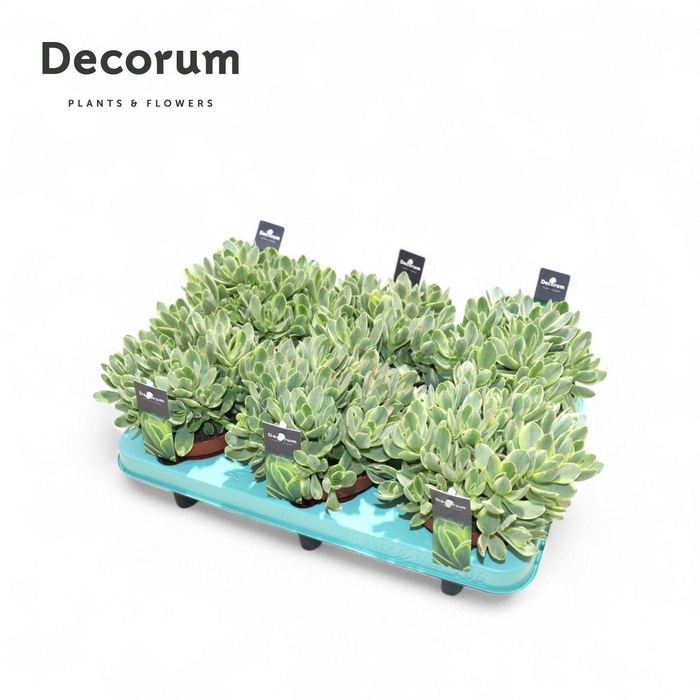 <h4>Crassula Rusby Variegata (Decorum)</h4>