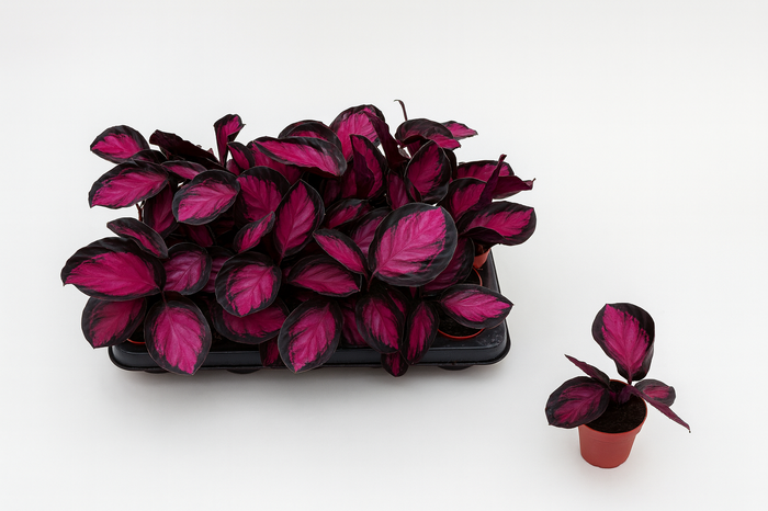 <h4>CALAT RO CRIMSON</h4>