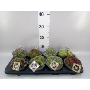 Sempervivum   ...