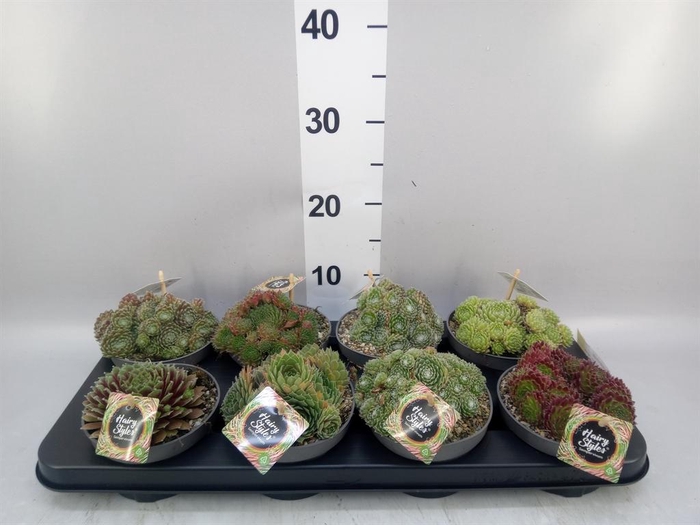 <h4>Sempervivum   ...</h4>