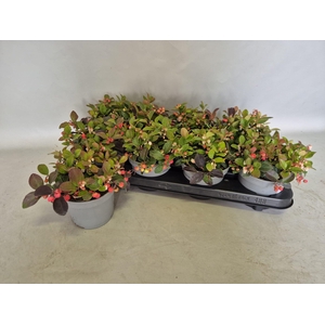 Gaultheria procumbens 'Winterpearls'