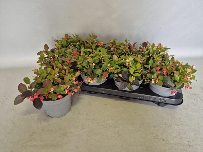 <h4>Gaultheria procumbens 'Winterpearls'</h4>