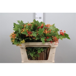 Viburnum Op Compactum