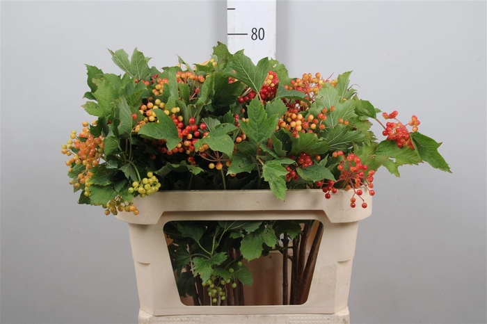 <h4>Viburnum Op Compactum</h4>