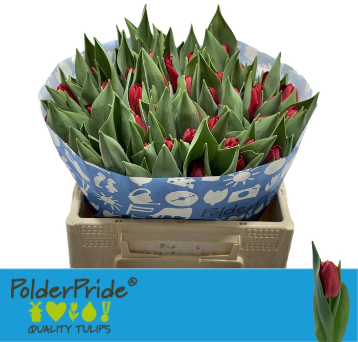 <h4>TU EN HEARTBREAKER</h4>