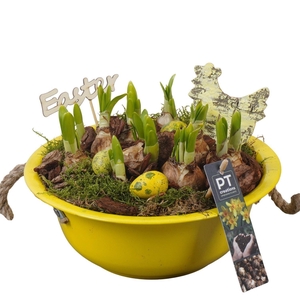 Arr.  Narcissus Tete Tete L%