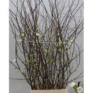 CHAENOMELES WIT