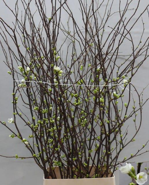 CHAENOMELES WIT