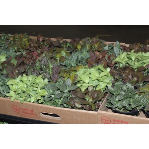 FITONIA FOLHA LARGA C13