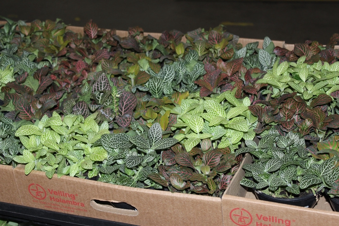 <h4>FITONIA FOLHA LARGA C13</h4>