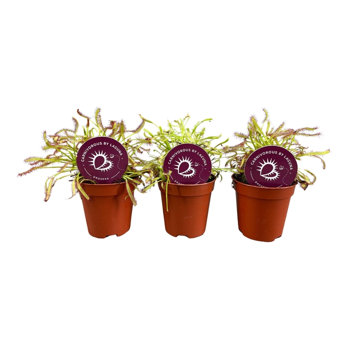DROSERA