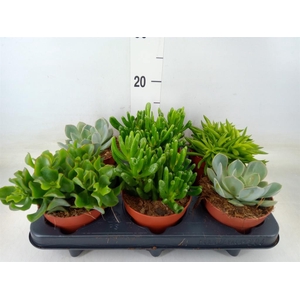 Succulents   ...mix 4