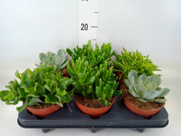 <h4>Succulents   ...mix 4</h4>