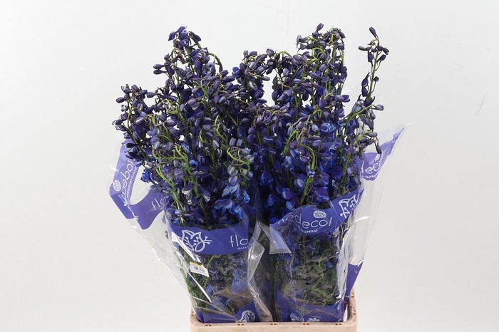 <h4>Delph En Sky Waltz</h4>