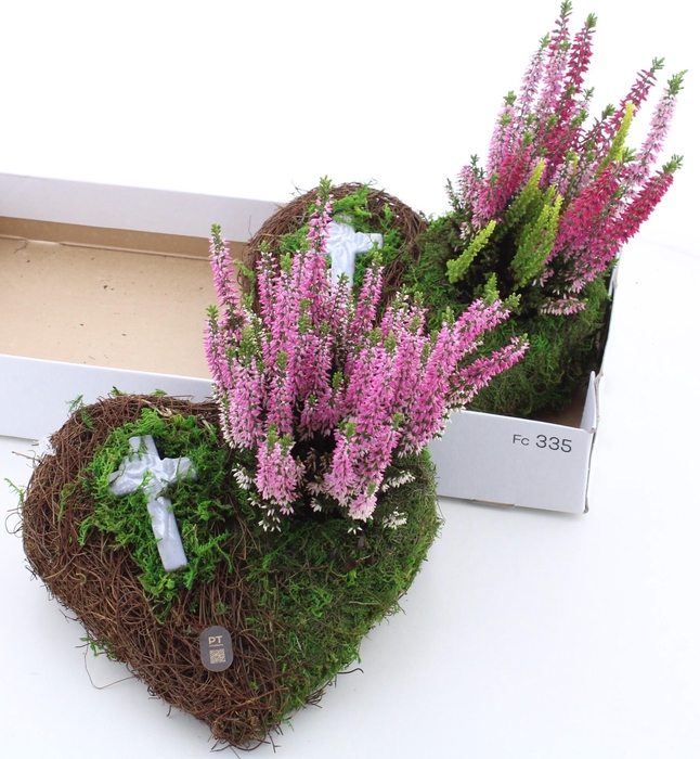 <h4>ARR TUINPLANTEN</h4>