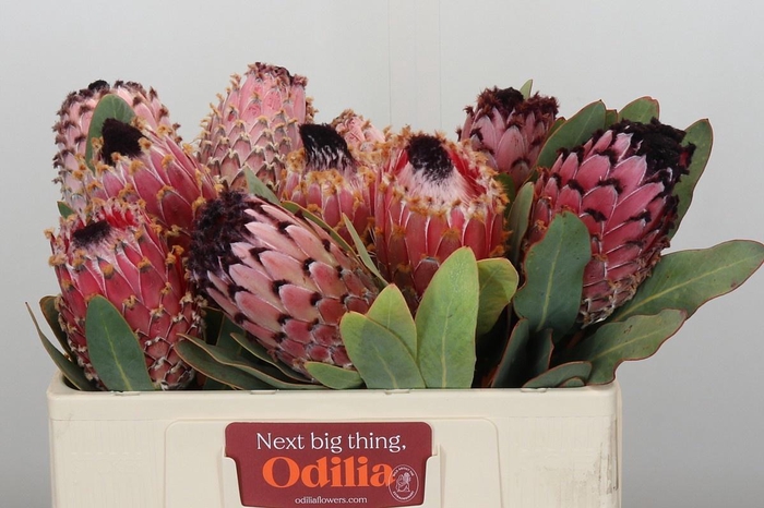 <h4>PROTEA MAGNIFICA</h4>