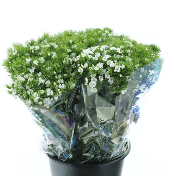 <h4>Di Barb Ball White Super</h4>