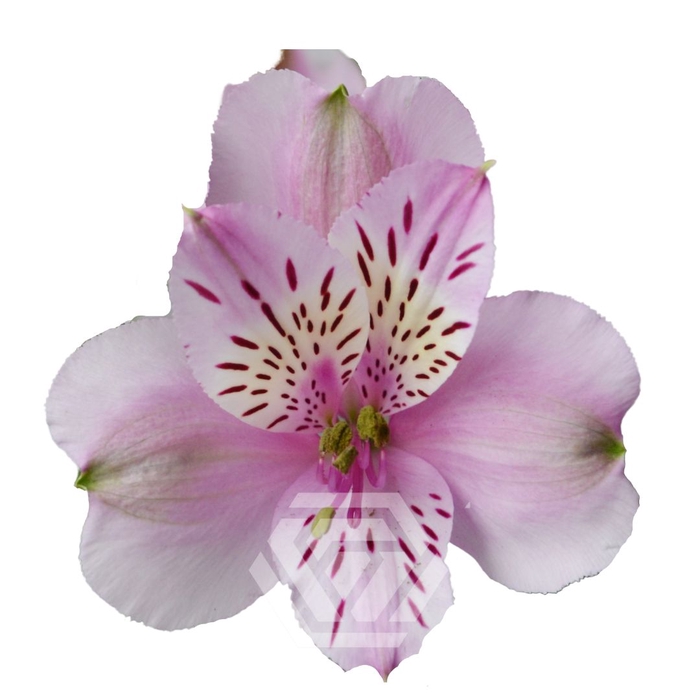 <h4>ALSTR MILA Tessa</h4>