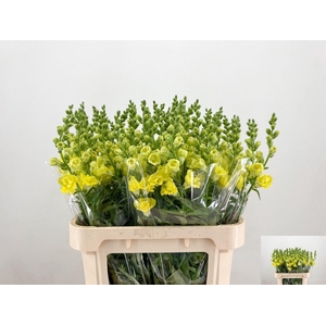 ANTIR HOLLY DOUBLE YELLOW