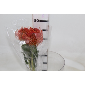 PROTEA LEUCOSPERMUM VARIADO 000