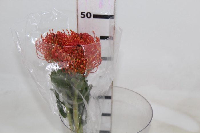 <h4>PROTEA LEUCOSPERMUM VARIADO 000</h4>