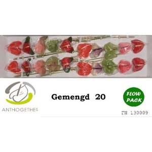 Anthurium andr.   ...mix