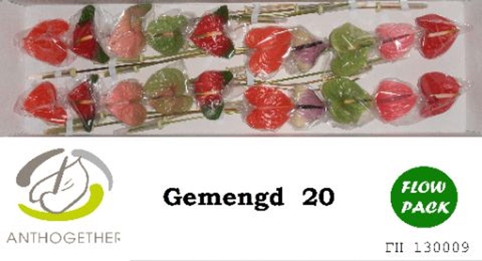 <h4>Anthurium andr.   ...mix</h4>