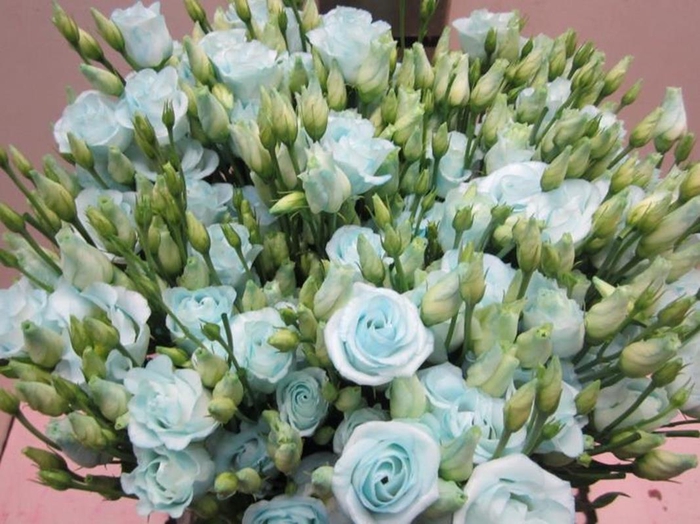 <h4>Eust G Rosi G Sweet Blauw</h4>