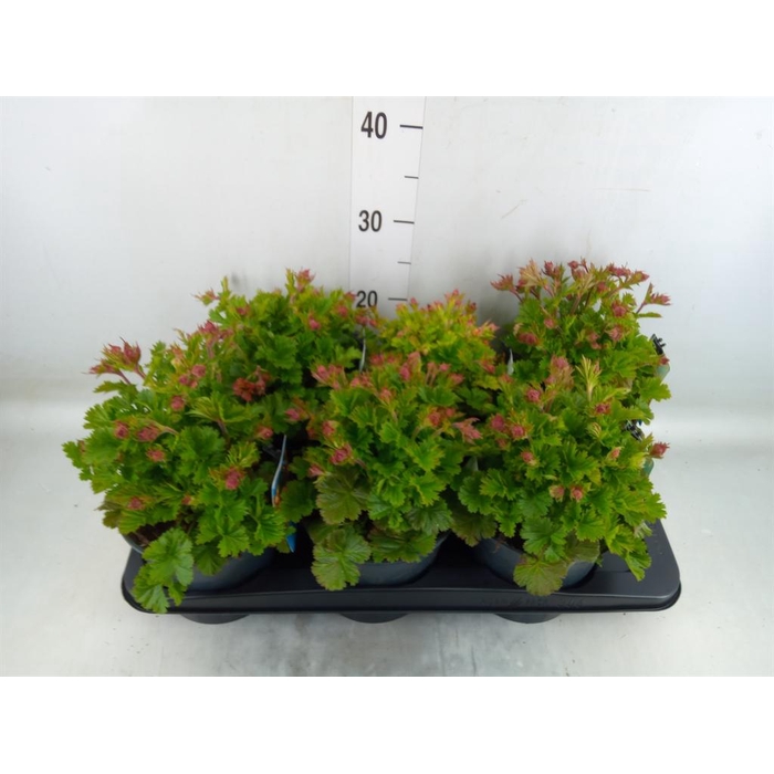 <h4>Geum rivale</h4>