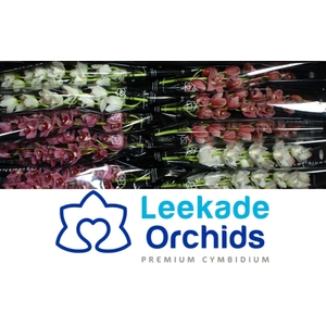 CYMB MI VALENTINE MIX Leekade 20% Extra Packed