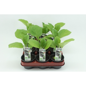 BKH groente 50400 bio Aubergine